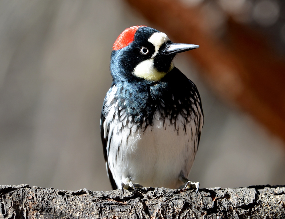 Acorn Woodpecker | Cave Creek Canyon, AZ | December, 2012