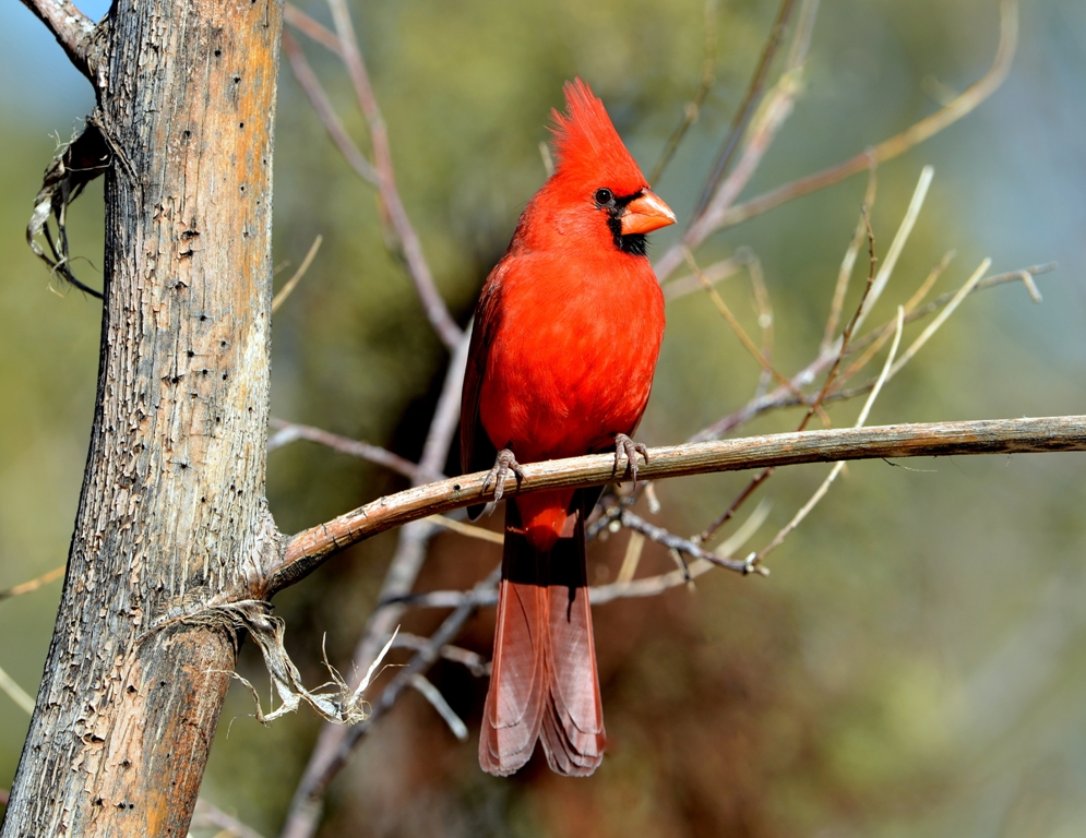 Northern Cardinal – Male | Portal, Arizona | December, 2012