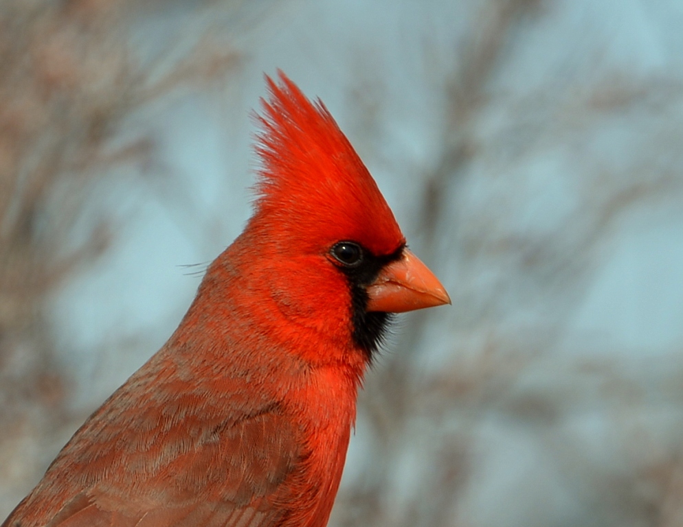 Northern Cardinal – Male | Portal, Arizona | February, 2013