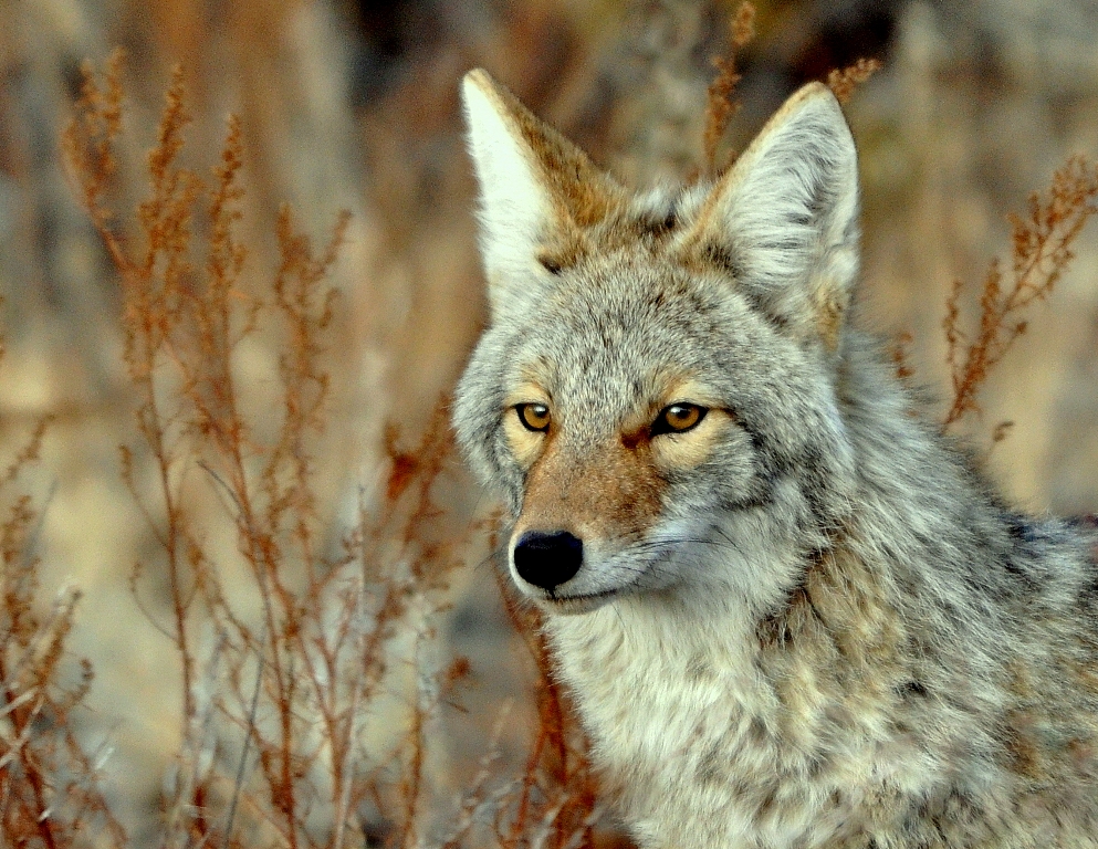 Coyote | Los Alamos, New Mexico | February, 2013