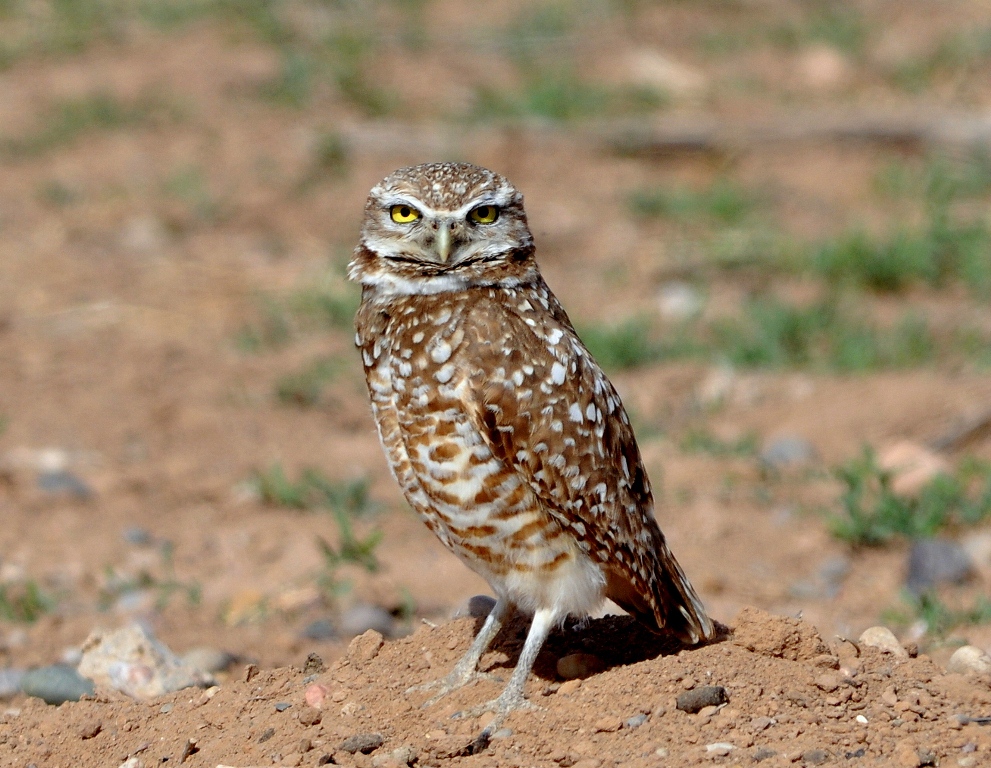 Burrowing Owl | Belen, New Mexico | May, 2013