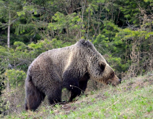 Grizzly Bear | Radium Hotsprings, B.C. | May, 2013