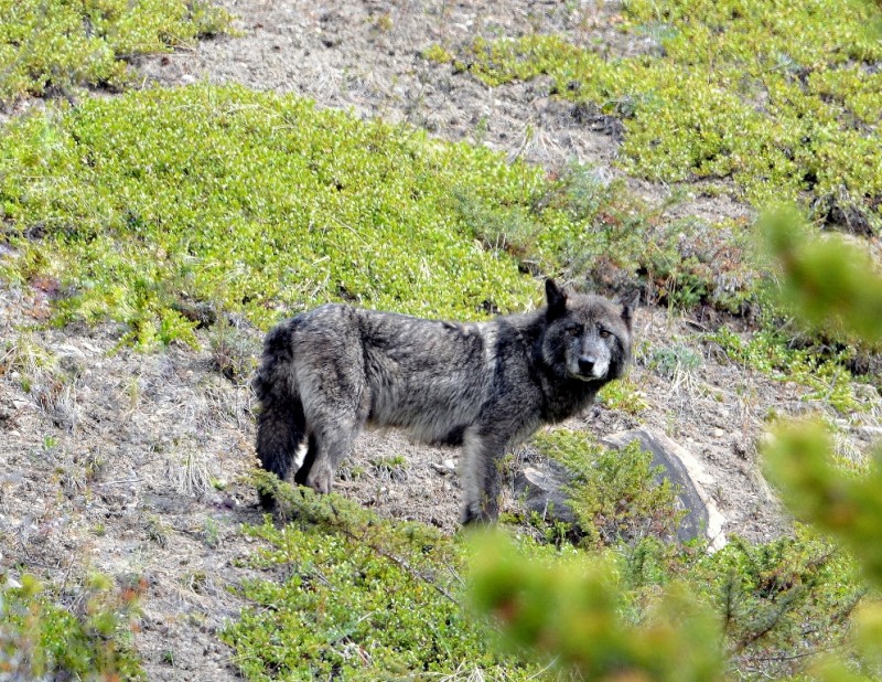 Gray Wolf | Jasper National Park | May, 2013
