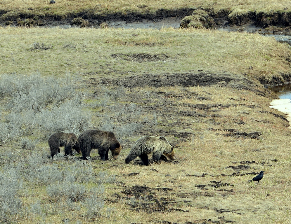 Grizzly Bear and Cubs | Yellowstone National Park | May, 2013