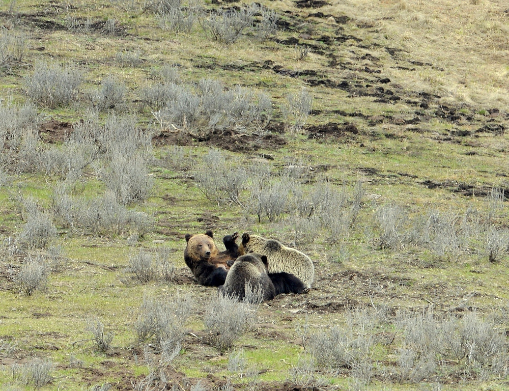 Grizzly Bear and Cubs | Yellowstone National Park | May, 2013