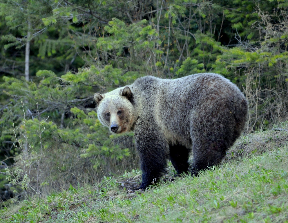 Grizzly Bear | Radium Hot Springs, B.C. | May,2013