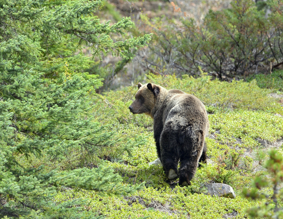 Grizzly Bear | Jasper National Park | May, 2013