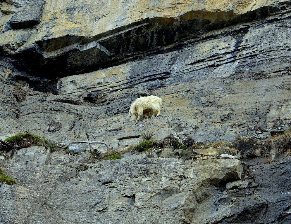 Mountain Goat | Jasper National Park | May, 2013