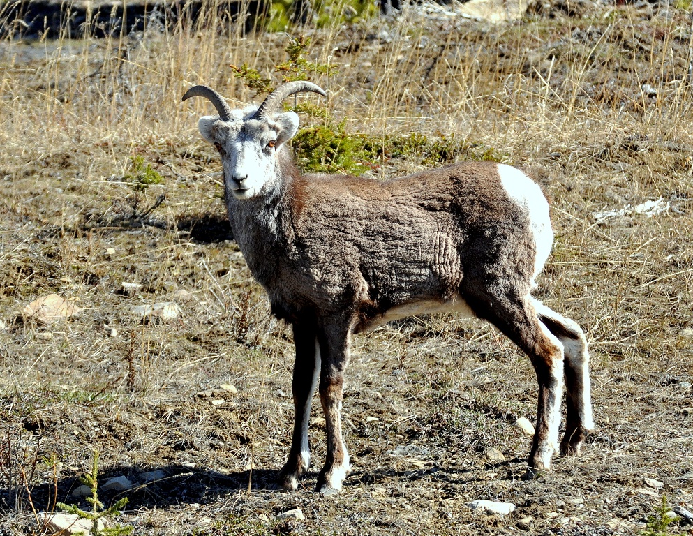 Stone Sheep – Female | Watson Lake, Yukon | May, 2013