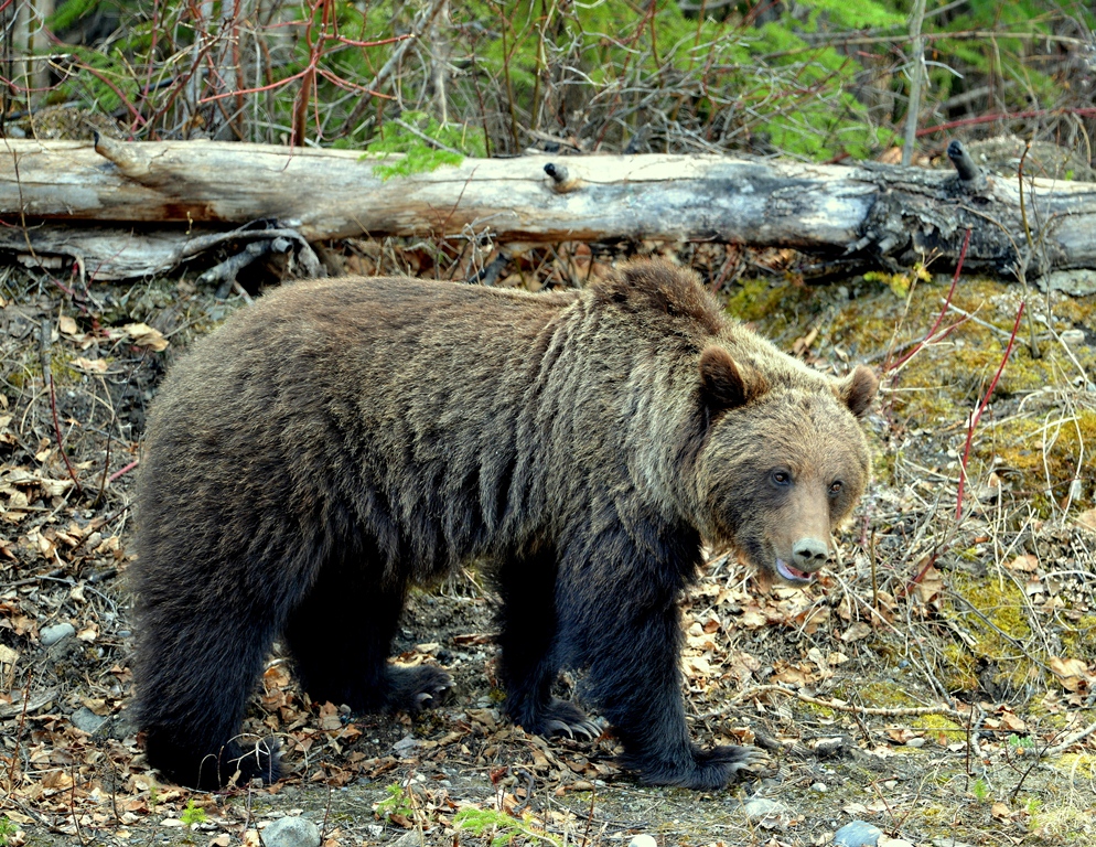 Grizzly Bear | Watson Lake, Yukon | May, 2013