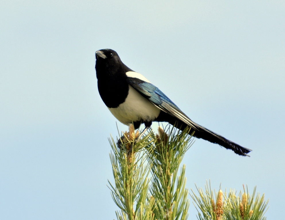 Black-billed Magpie | Yellowstone National Park | May, 2013