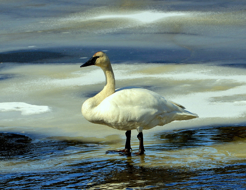 Trumpeter Swan | Tok, Alaska | May, 2013