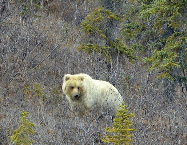 Grizzly Bear | Atigun Pass, Alaska | May, 2013