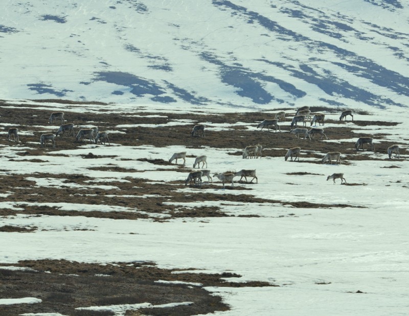 Caribou – Cows | Deadhorse, Alaska | May, 2013