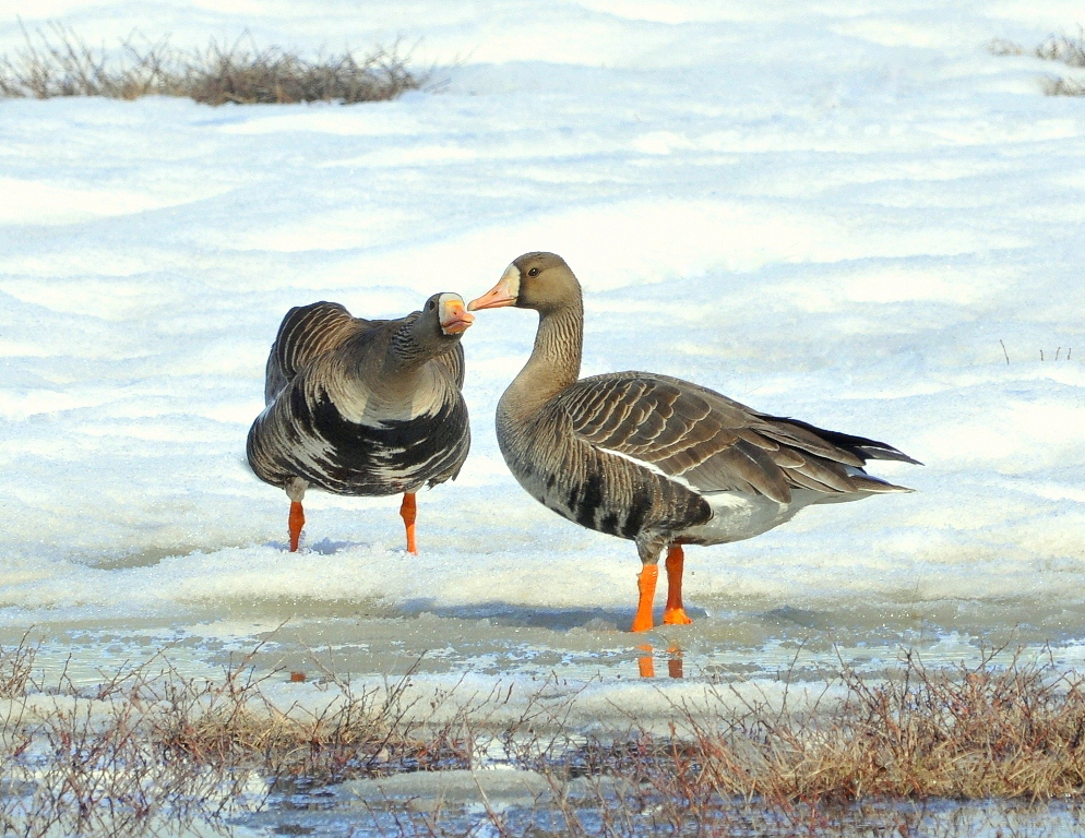 Greater White-fronted Geese | Deadhorse, Alaska | May, 2013