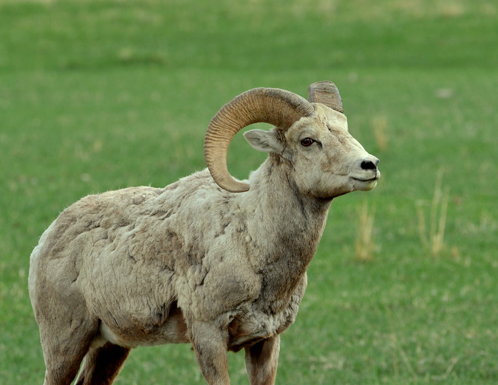 Bighorn Sheep – Ram | Cody, Wyoming | May, 2013