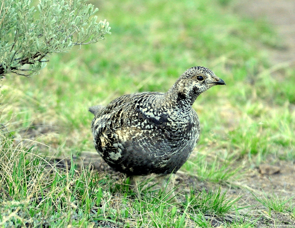 Blue Grouse – Female | Yellowstone National Park | May, 2013