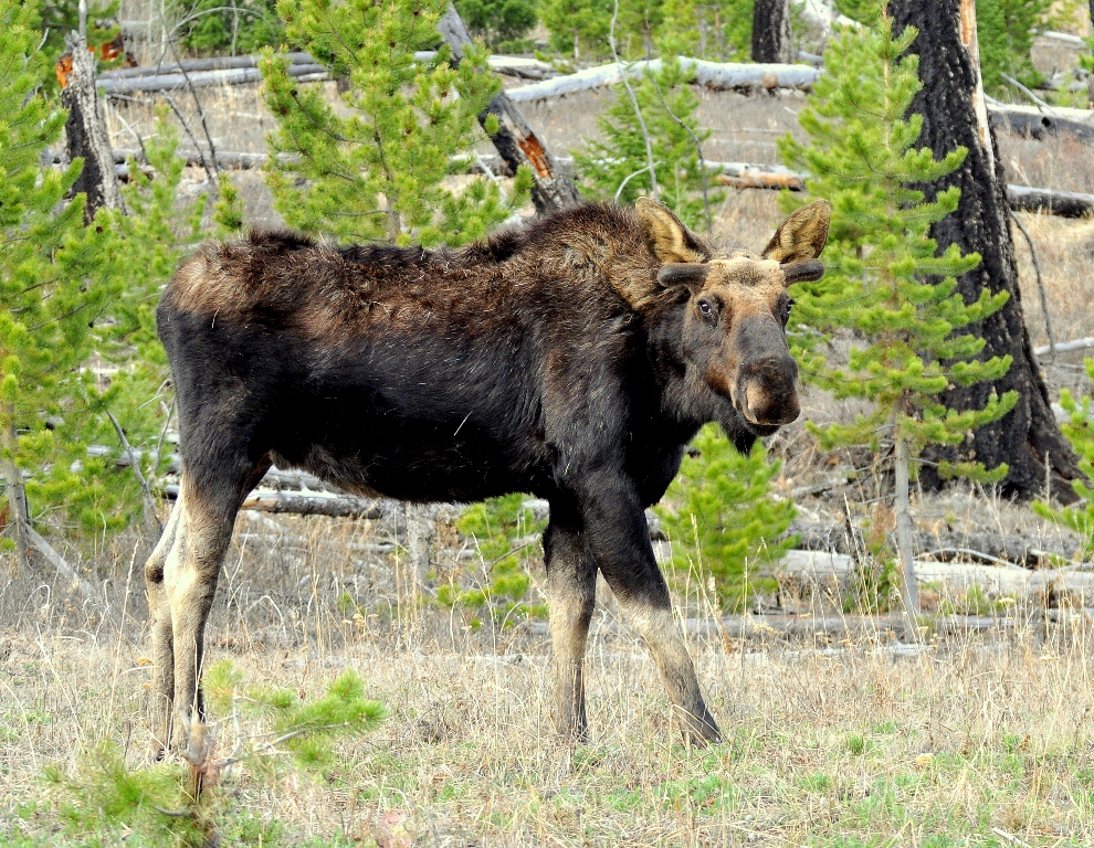 Moose – Bull | Yellowstone National Park | May, 2013