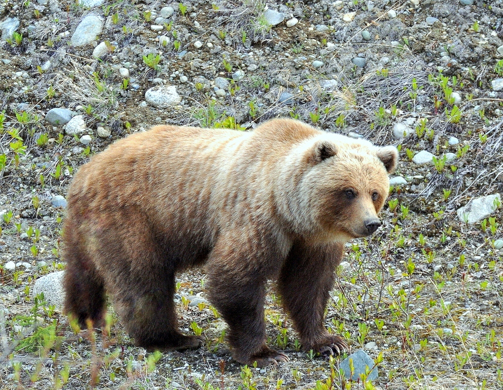 Grizzly Bear | Haines Junction, Yukon | May, 2013