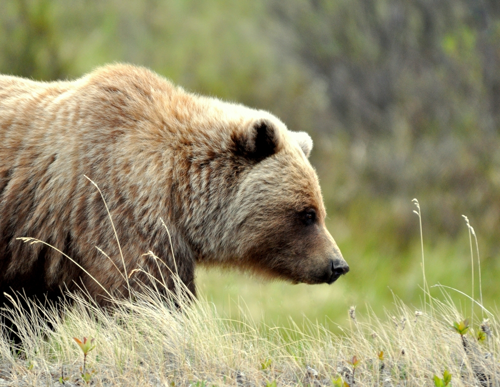 Grizzly Bear | Haines Junction, Yukon | May, 2013