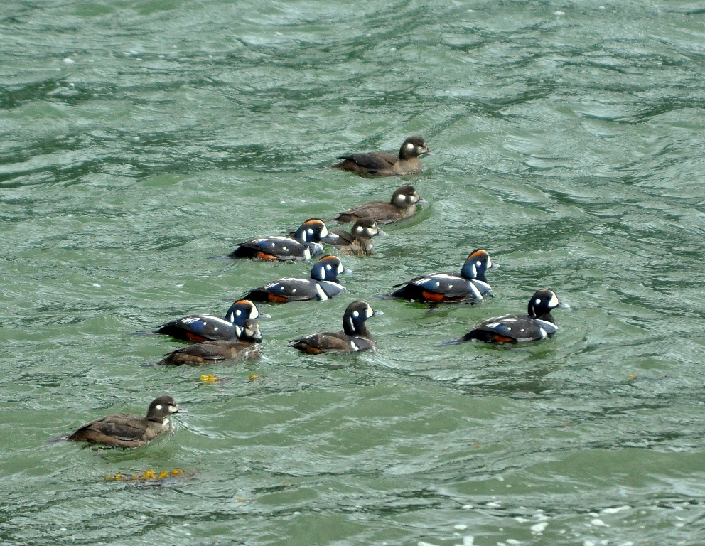 Harlequin Ducks | Haines, Alaska |  May, 2013