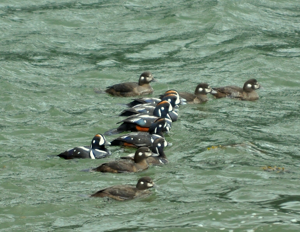 Harlequin Ducks | Haines, Alaska | May, 2013