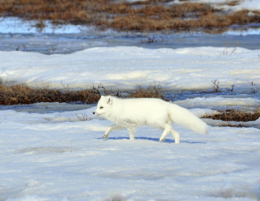 Arctic Fox | Deadhorse, Alaska | May, 2013