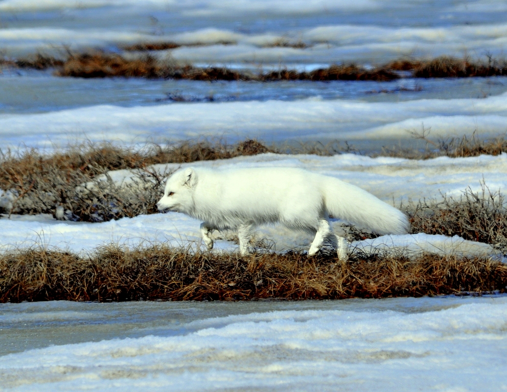 Arctic Fox | Deadhorse, Alaska | May, 2013