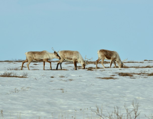 Caribou – Cows| Deadhorse, Alaska | May, 2013