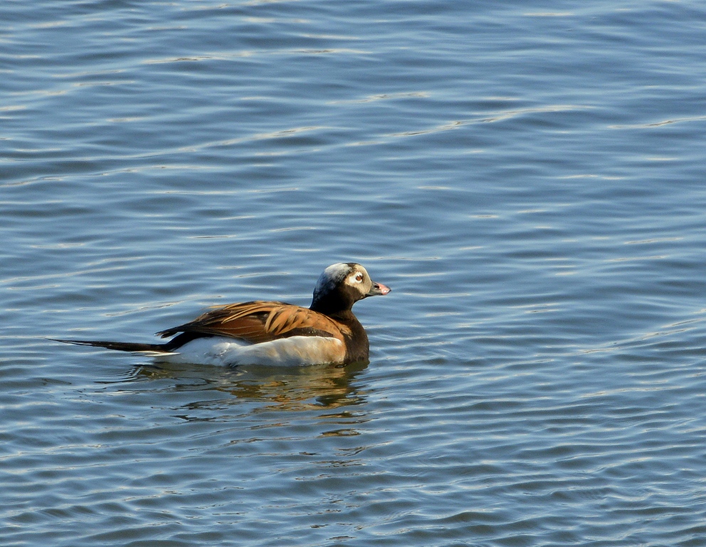 Long-tailed Duck – Male | Coldfoot, Alaska | May, 2013