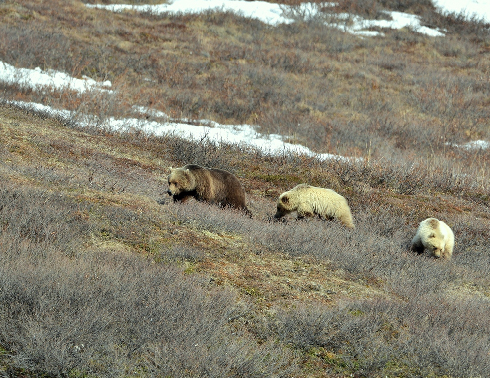 Grizzly – Female and Cubs | Atigun Pass, Alaska | May, 2013