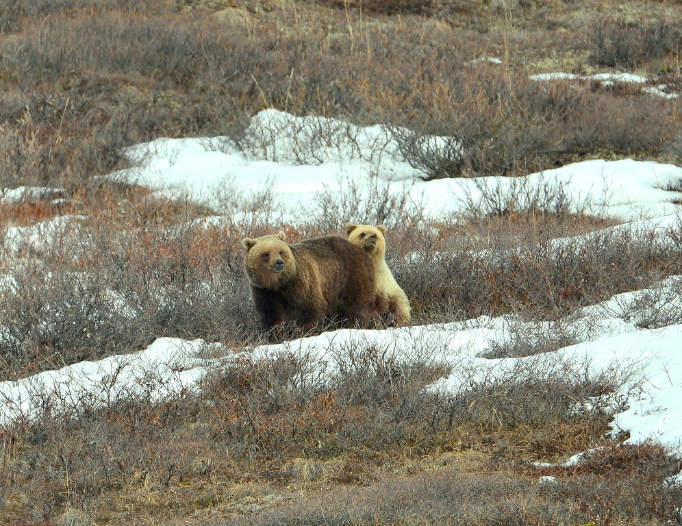 Grizzly Bear – Female and Cub | Atigun Pass, Alaska | May, 2013