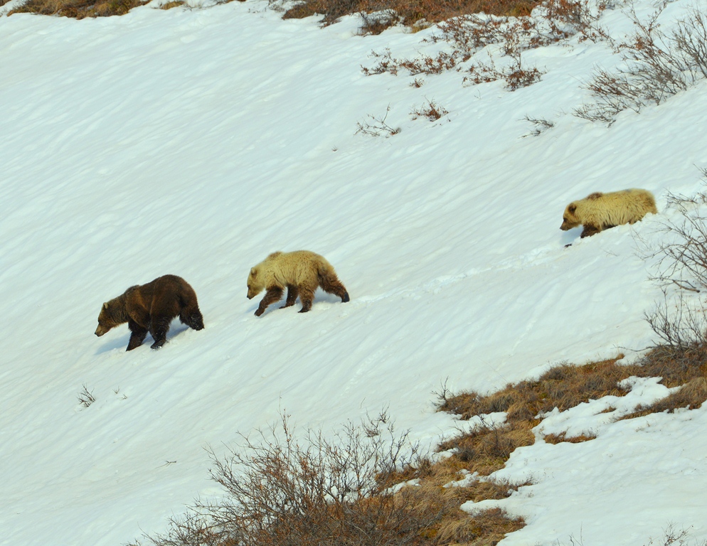 Grizzly Bear – Female and Cubs | Atigun Pass, Alaska | May, 2013