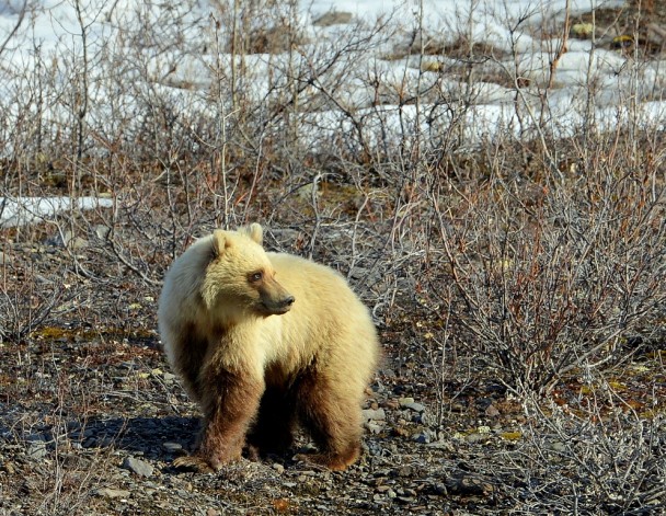 Grizzly Bear – Cub | Atigun Pass, Alaska | May, 2013