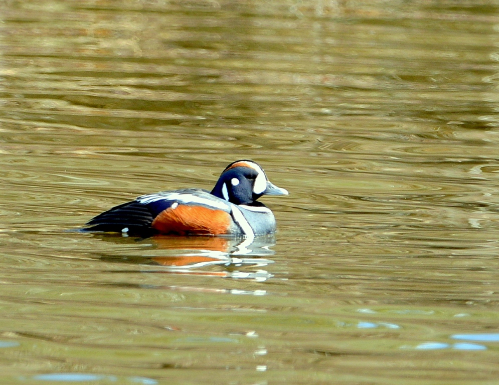 Harlequin Duck – Male | Coldfoot, Alaska | May, 2013