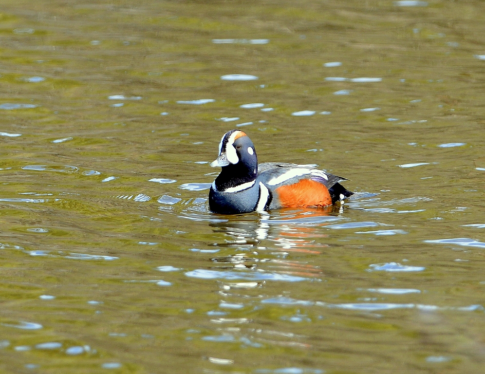 Harlequin Duck – Male | Coldfoot, Alaska | May, 2013