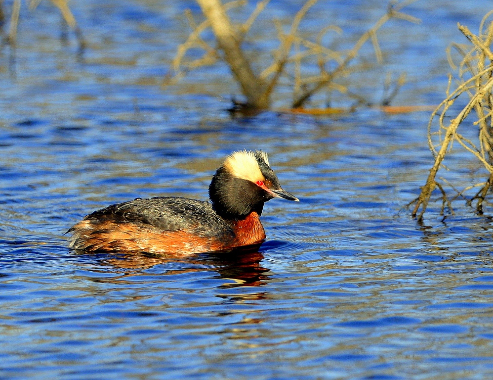 Horned Grebe – Male | Coldfoot, Alaska | May, 2013
