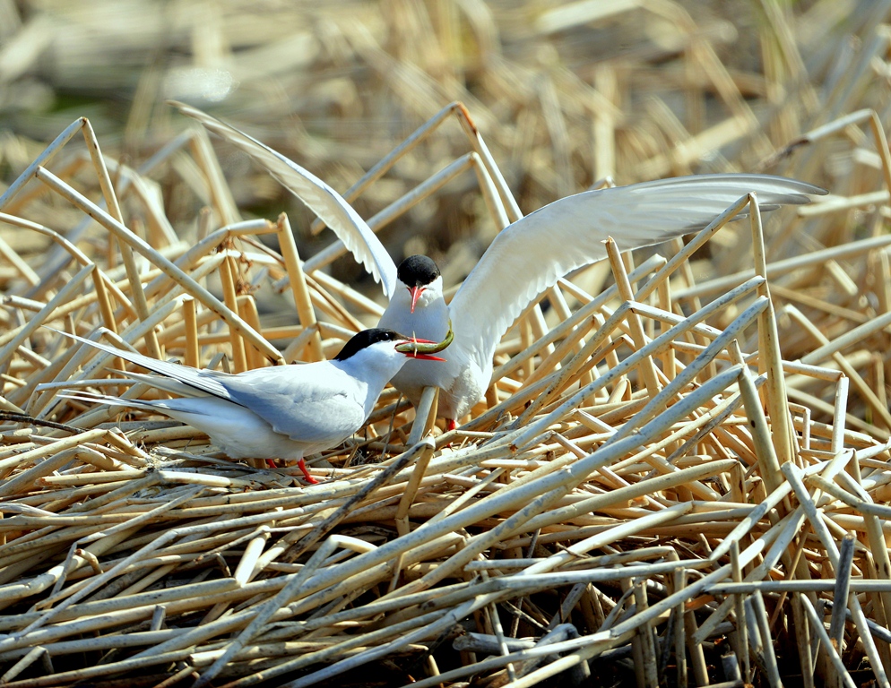Arctic Terns – Male and Female | Anchorage, Alaska | May, 2013