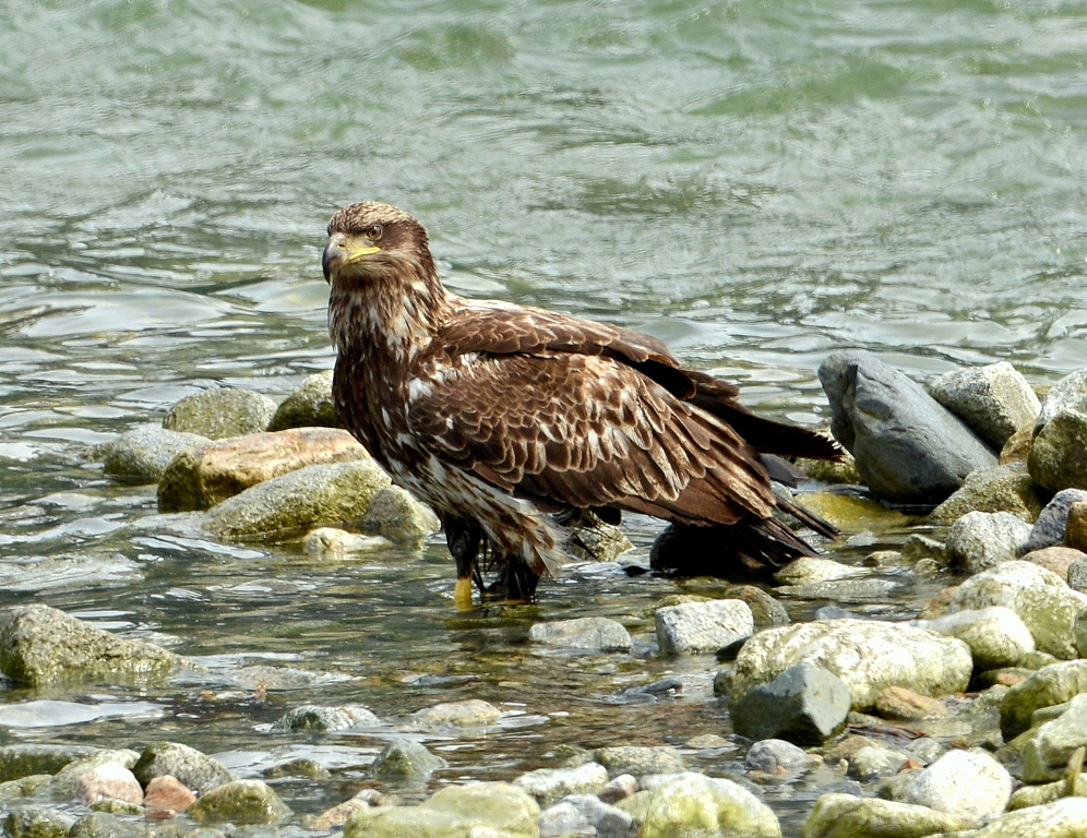 Bald Eagle – Immature | Haines, Alaska | June, 2013