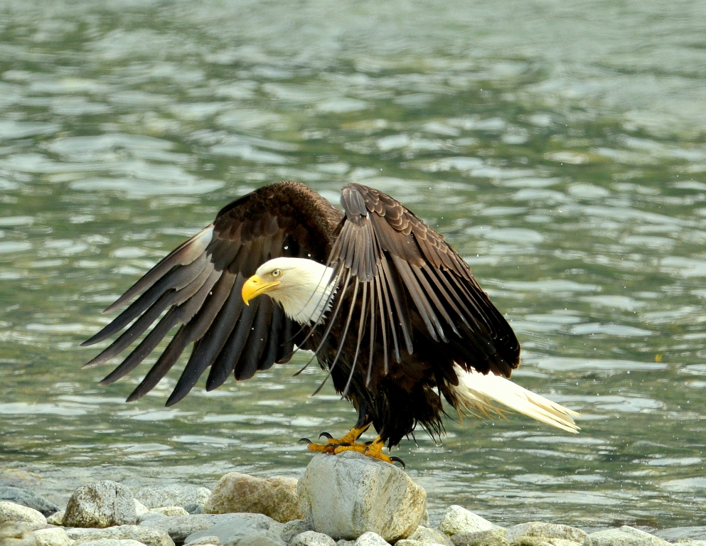 Bald Eagle | Haines, Alaska |  June, 2013