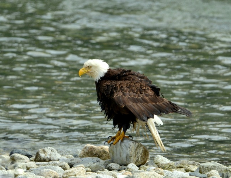 Bald Eagle| Haines, Alaska | June, 2013