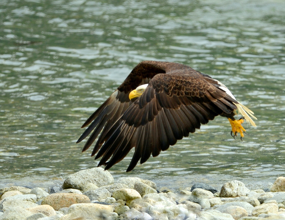Bald Eagle | Haines, Alaska | June, 2013