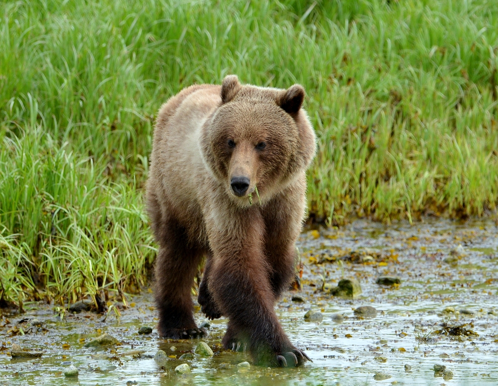 Brown Bear – Immature | Haines, Alaska | June, 2013
