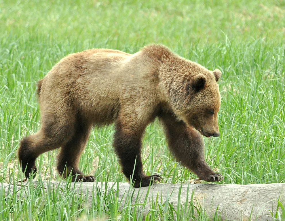 Brown Bear – Immature | Haines, Alaska | June, 2013
