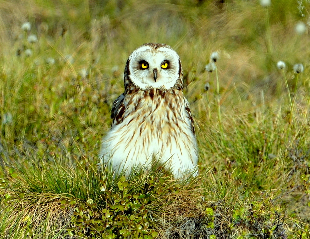 Short-eared Owl | Eagle Plains, Yukon | June, 2013