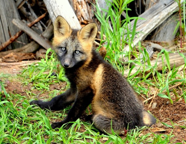 Red Fox – Pup | Dease Lake, B.C. | June, 2013