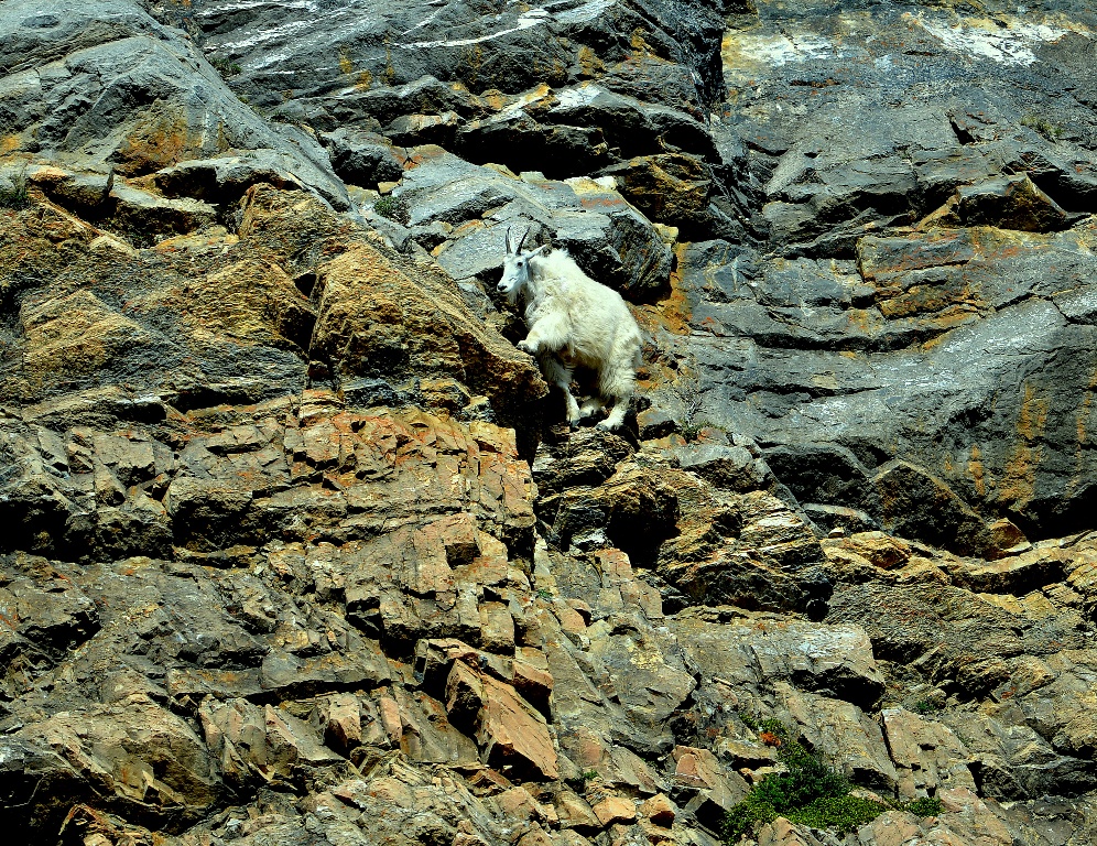 Mountain Goat | Jasper National Park | June, 2013