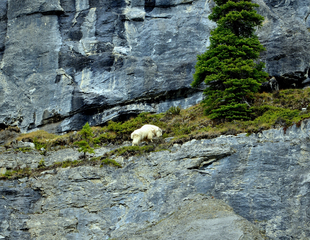 Mountain Goat | Jasper National Park | June, 2013