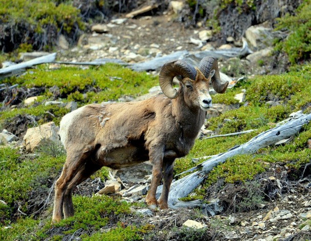 Bighorn Sheep – Ram | Jasper National Park | June, 2013