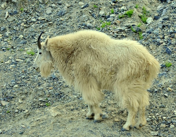 Mountain Goat | Radium Hot Springs, B.C. | June, 2013